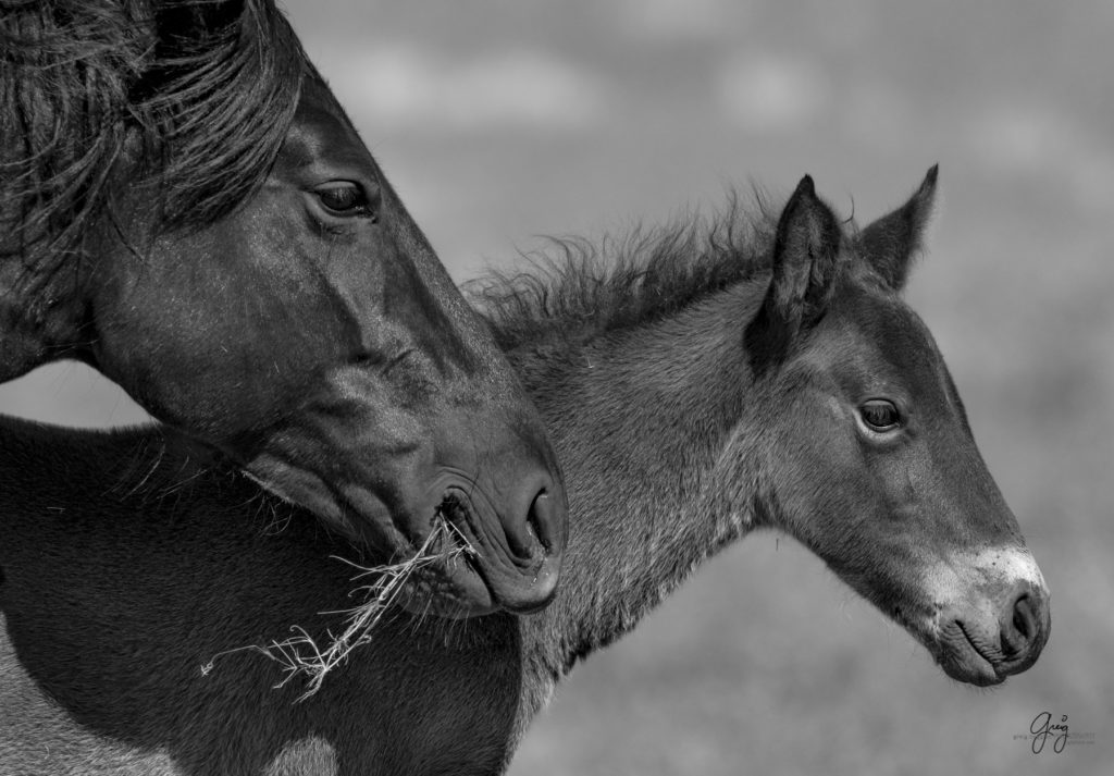 Onaqui herd of wild horses in Utah's west desert.  stallions wild horse stallions wild horse photography