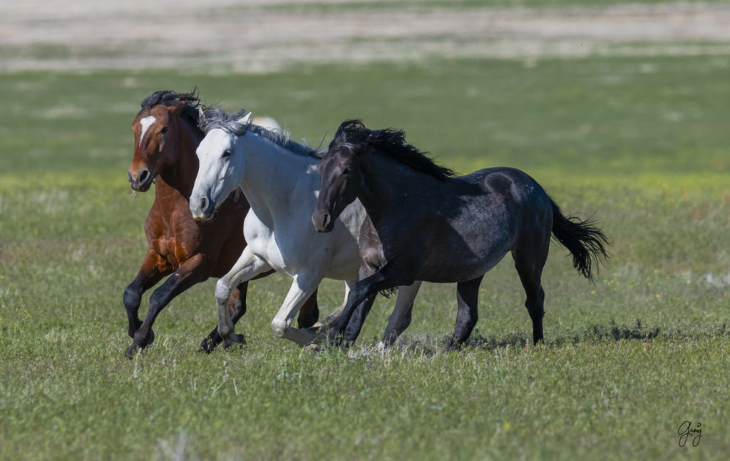 Onaqui herd of wild horses in Utah's west desert.  stallions wild horse stallions wild horse photography