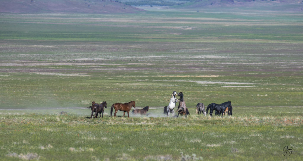 Onaqui herd of wild horses in Utah&#039;s west desert.  stallions wild horse stallions wild horse photography