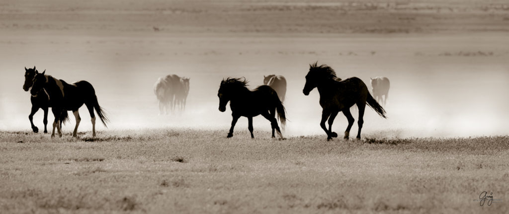 Onaqui herd of wild horses in Utah&#039;s west desert.  stallions wild horse stallions wild horse photography