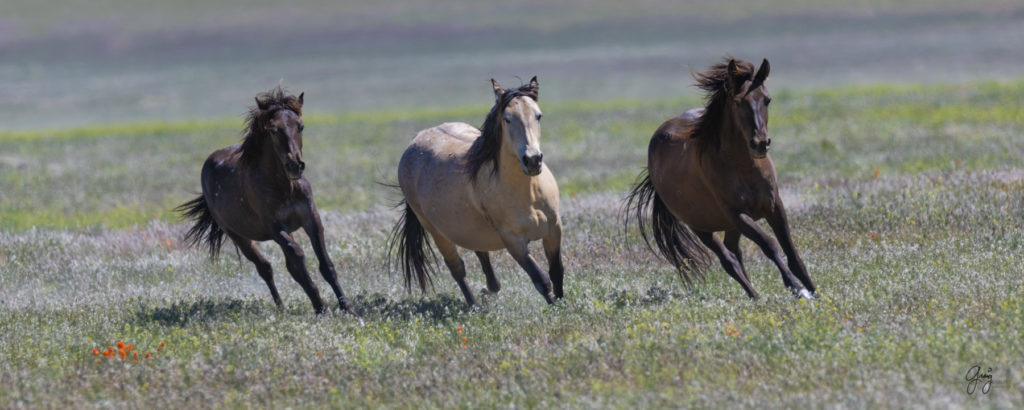 Onaqui herd of wild horses in Utah&#039;s west desert.  stallions wild horse stallions wild horse photography