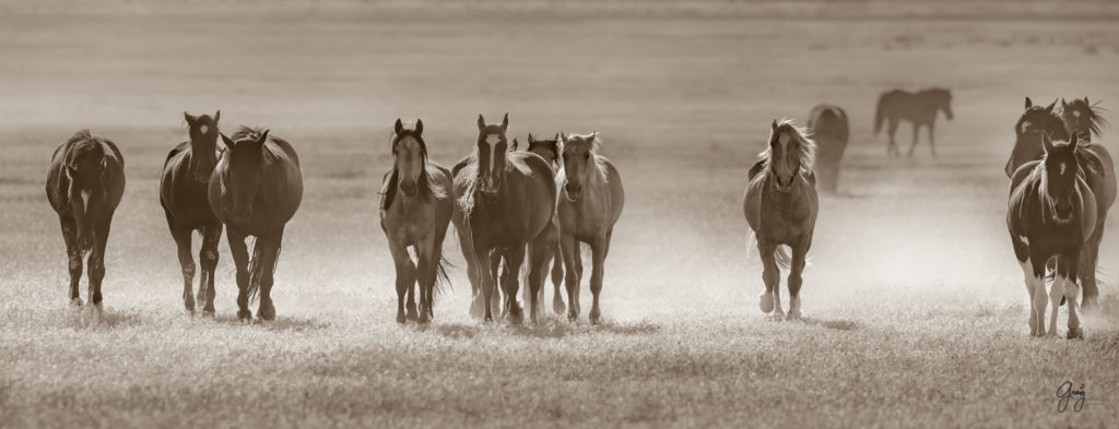 Onaqui herd of wild horses in Utah&#039;s west desert.  stallions wild horse stallions wild horse photography