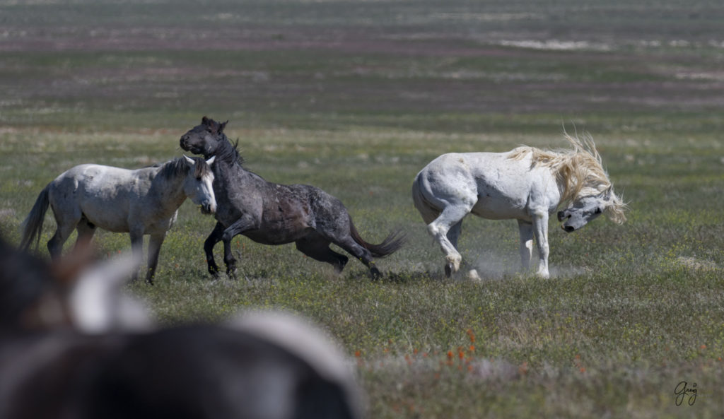 Onaqui herd of wild horses in Utah&#039;s west desert.  stallions wild horse stallions wild horse photography