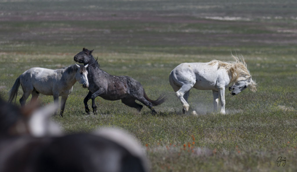 Onaqui herd of wild horses in Utah's west desert.  stallions wild horse stallions wild horse photography