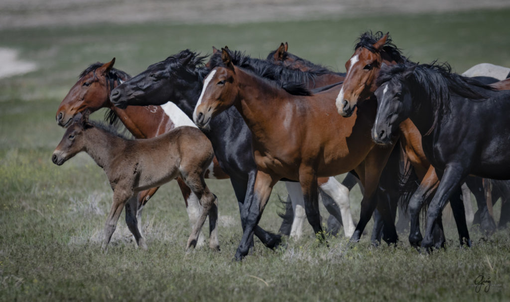 Onaqui herd of wild horses in Utah&#039;s west desert.  stallions wild horse stallions wild horse photography