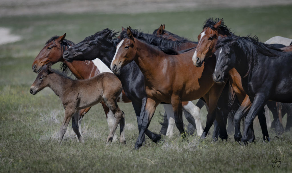 Onaqui herd of wild horses in Utah's west desert.  stallions wild horse stallions wild horse photography