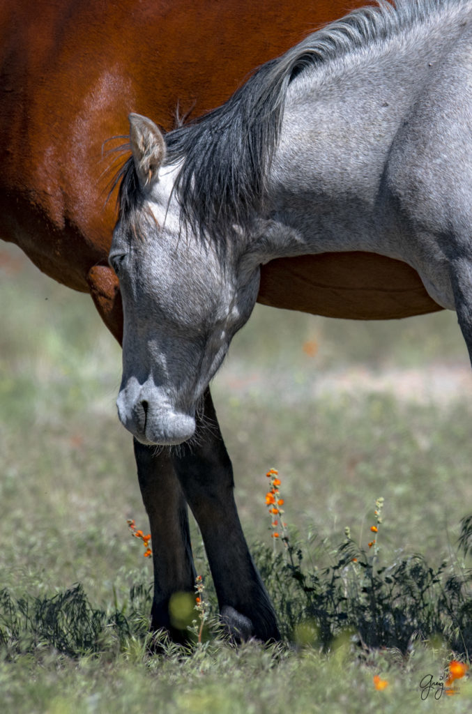 Onaqui herd of wild horses in Utah's west desert.  stallions wild horse stallions wild horse photography