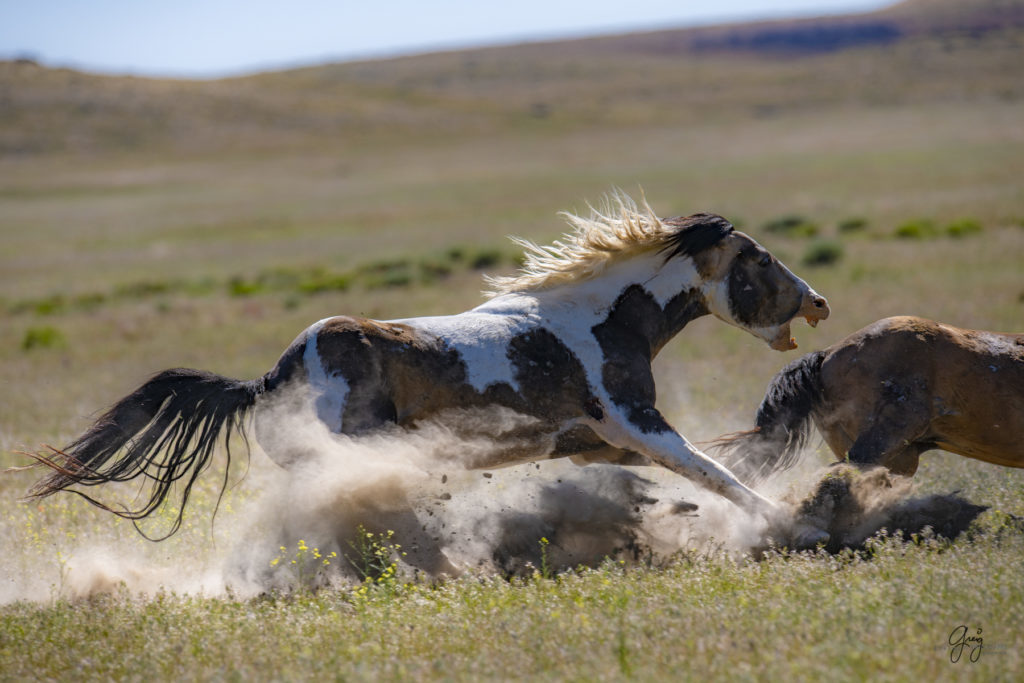 Onaqui herd of wild horses in Utah&#039;s west desert.  stallions wild horse stallions wild horse photography