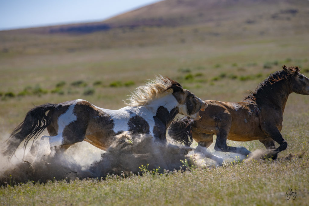 Onaqui herd of wild horses in Utah&#039;s west desert.  stallions wild horse stallions wild horse photography