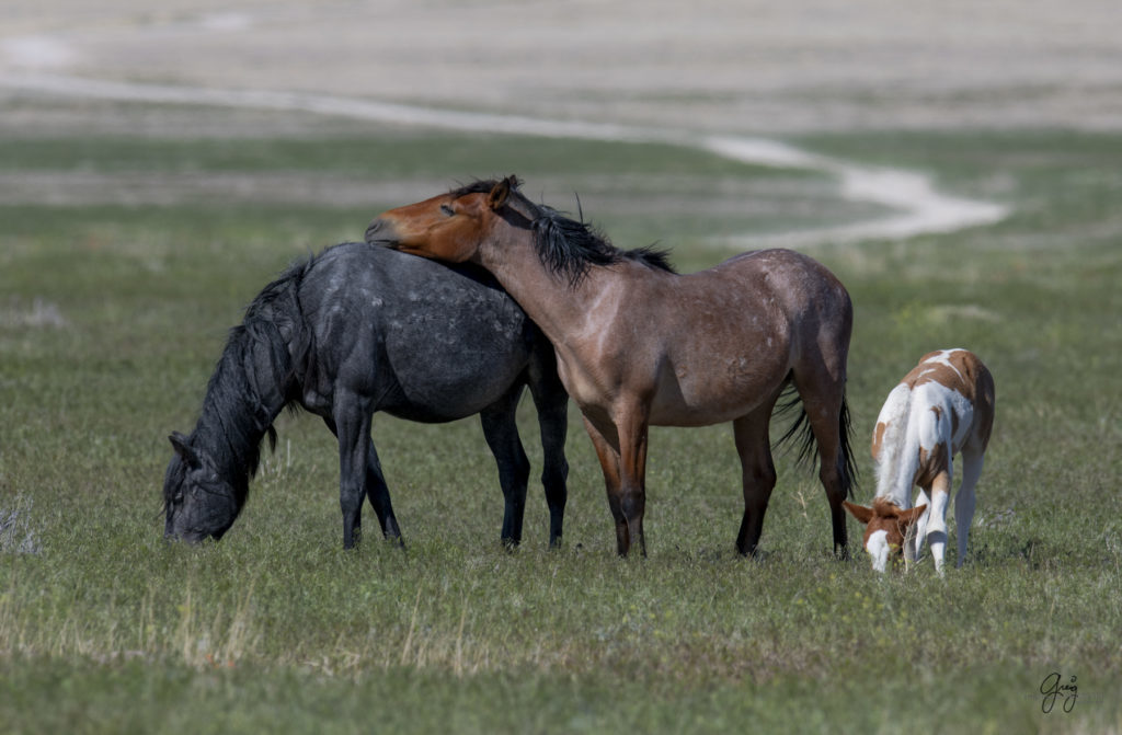 Onaqui herd of wild horses in Utah's west desert.  stallions wild horse stallions wild horse photography