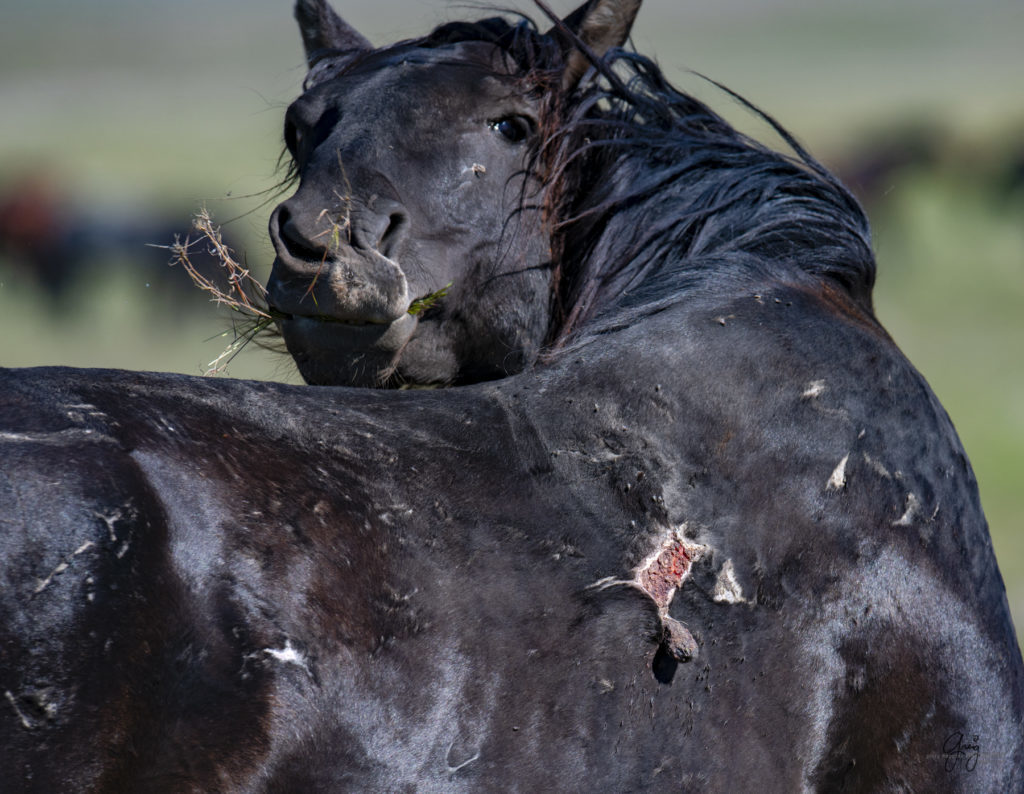 Onaqui herd of wild horses in Utah's west desert.  stallions wild horse stallions wild horse photography