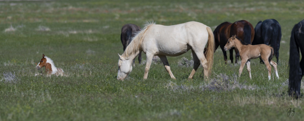 Onaqui herd of wild horses in Utah's west desert.  stallions wild horse stallions wild horse photography