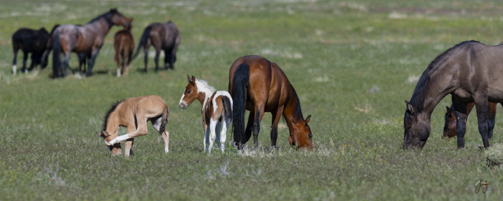 Onaqui herd of wild horses in Utah&#039;s west desert.  stallions wild horse stallions wild horse photography