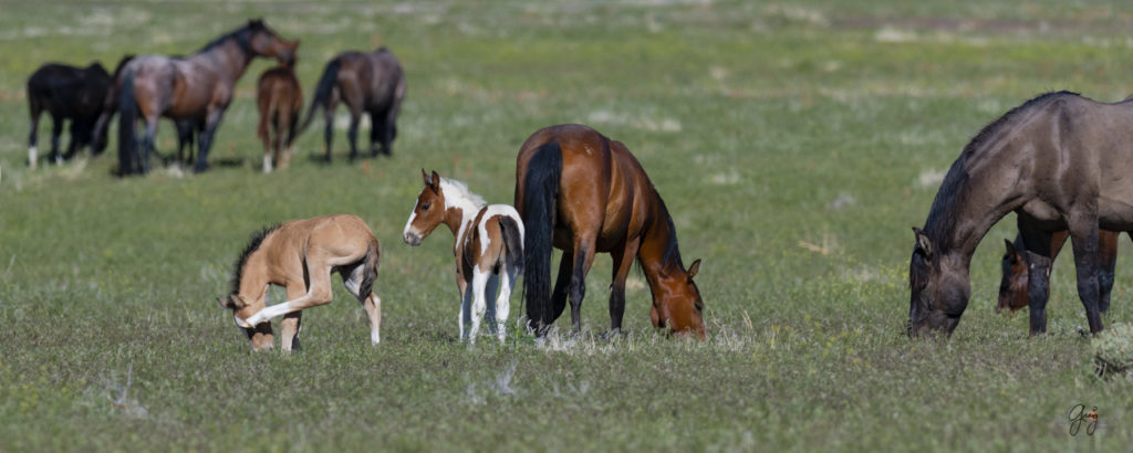 Onaqui herd of wild horses in Utah's west desert.  stallions wild horse stallions wild horse photography