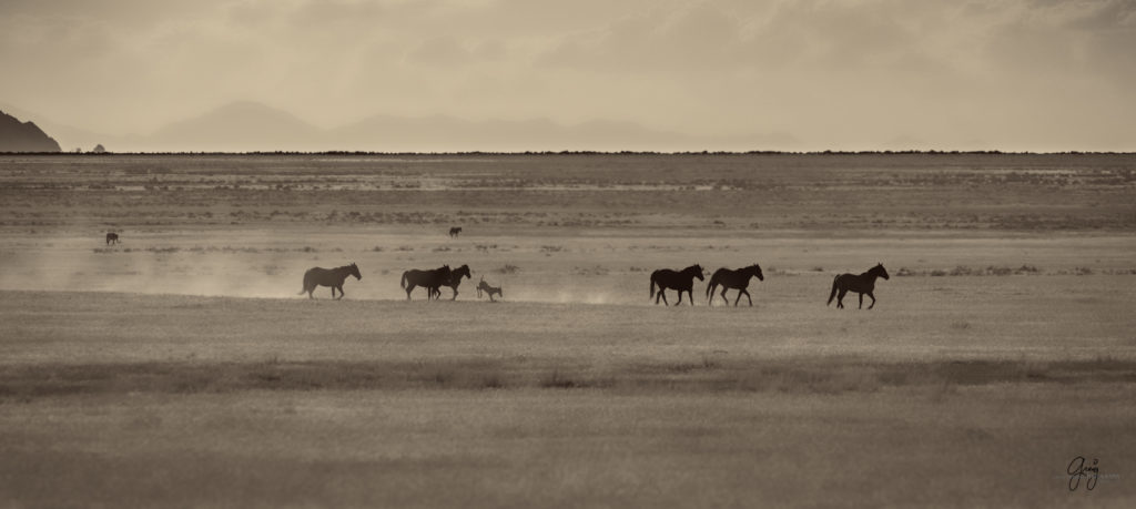 Onaqui herd of wild horses in Utah&#039;s west desert.  stallions wild horse stallions wild horse photography