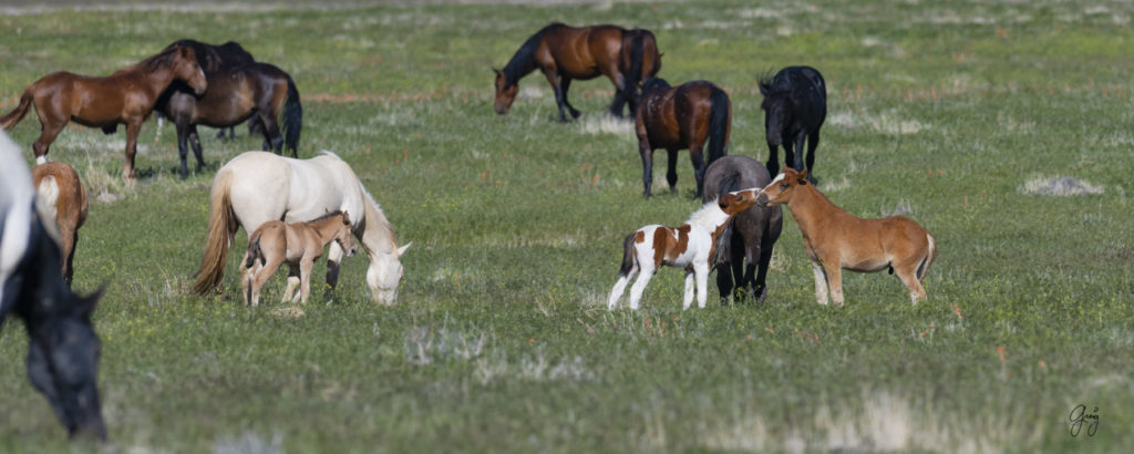 Onaqui herd of wild horses in Utah&#039;s west desert.  stallions wild horse stallions wild horse photography