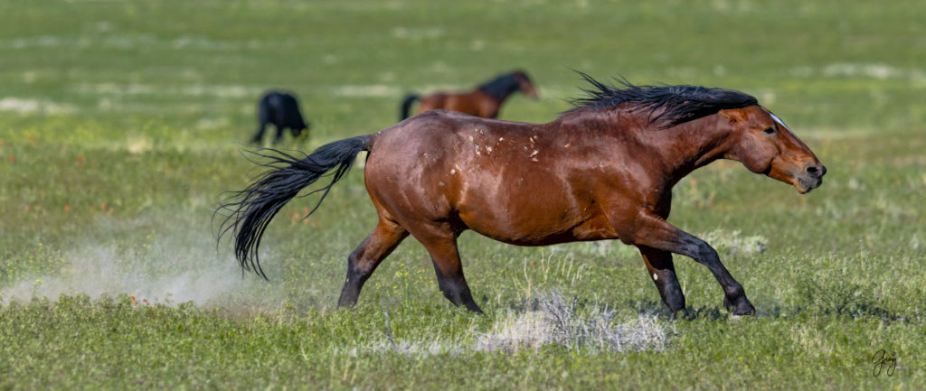 Onaqui herd of wild horses in Utah&#039;s west desert.  stallions wild horse stallions wild horse photography