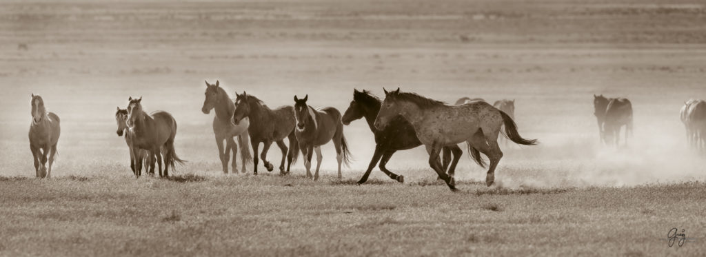 Onaqui herd of wild horses in Utah&#039;s west desert.  stallions wild horse stallions wild horse photography