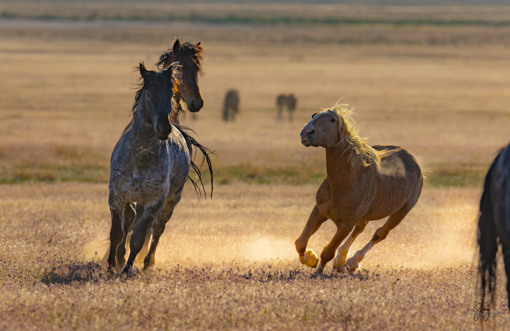 Onaqui herd of wild horses in Utah's west desert.  stallions wild horse stallions wild horse photography