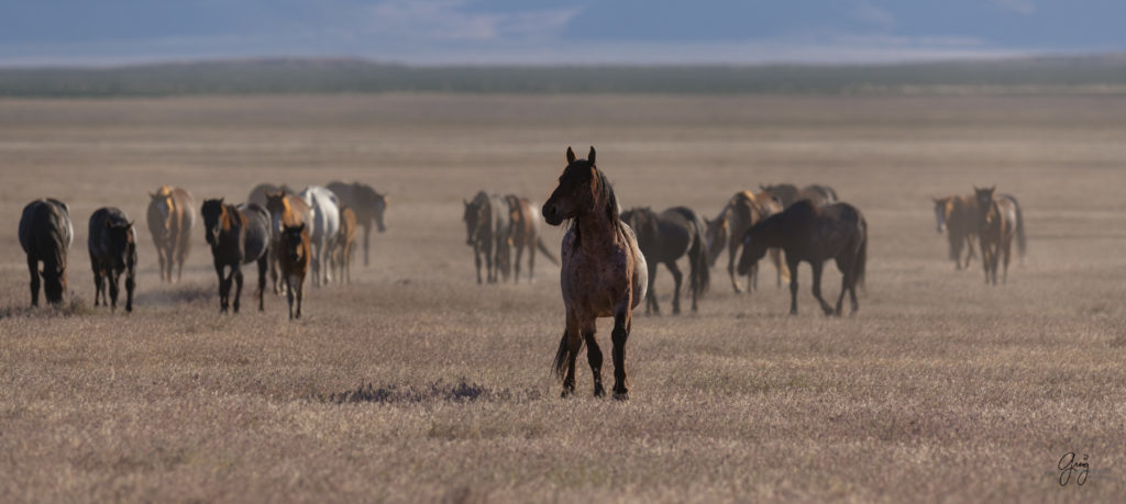 Onaqui herd of wild horses in Utah's west desert.  stallions wild horse stallions wild horse photography