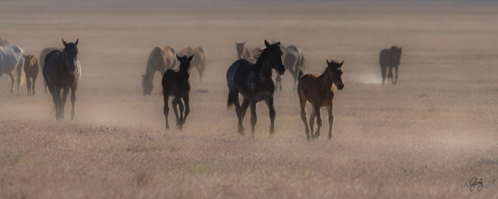 Onaqui herd of wild horses in Utah&#039;s west desert.  stallions wild horse stallions wild horse photography