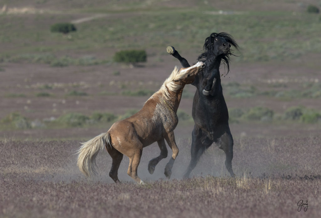 Onaqui herd of wild horses in Utah&#039;s west desert.  stallions wild horse stallions wild horse photography