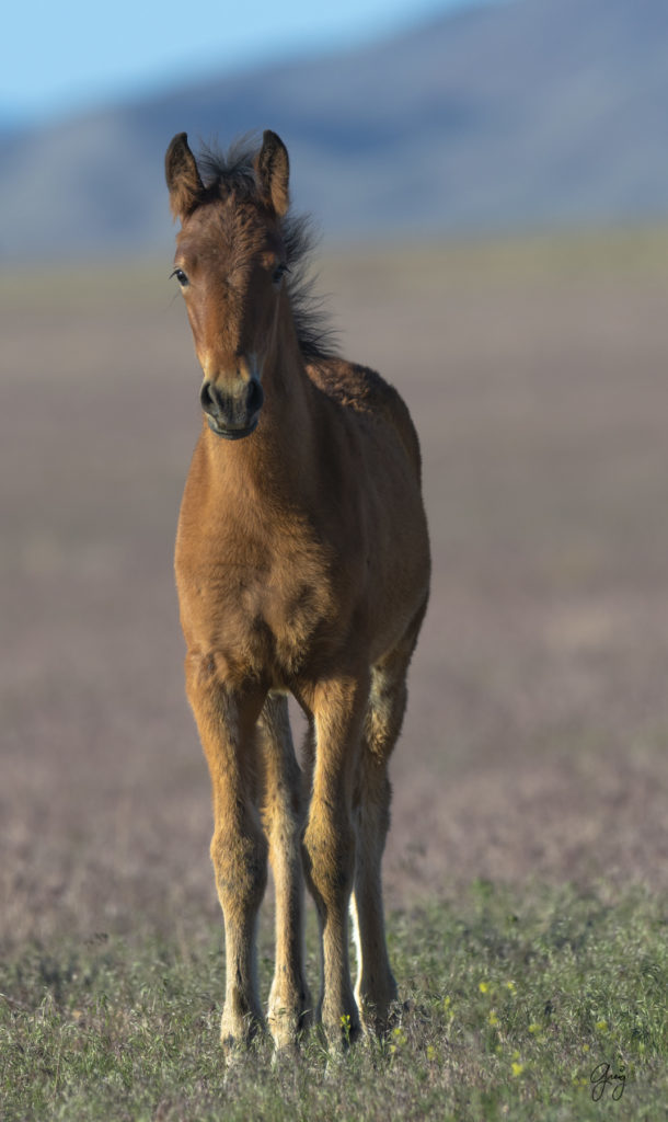 Onaqui herd of wild horses in Utah's west desert.  stallions wild horse stallions wild horse photography