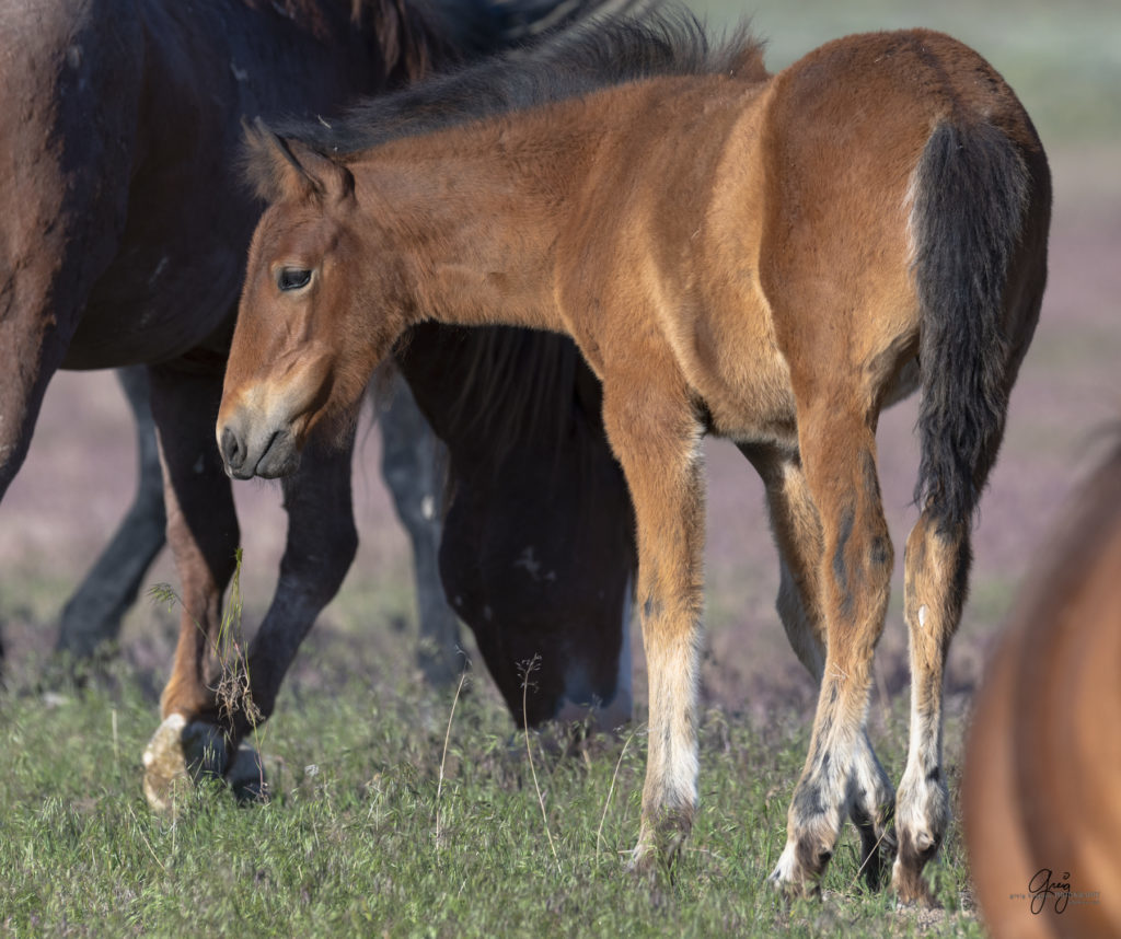 Onaqui herd of wild horses in Utah&#039;s west desert.  stallions wild horse stallions wild horse photography