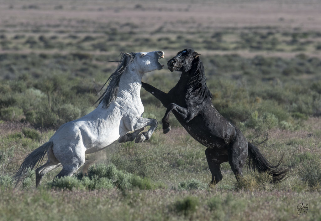 Onaqui herd of wild horses in Utah's west desert.  stallions wild horse stallions wild horse photography