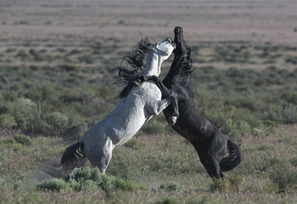 Onaqui herd of wild horses in Utah&#039;s west desert.  stallions wild horse stallions wild horse photography