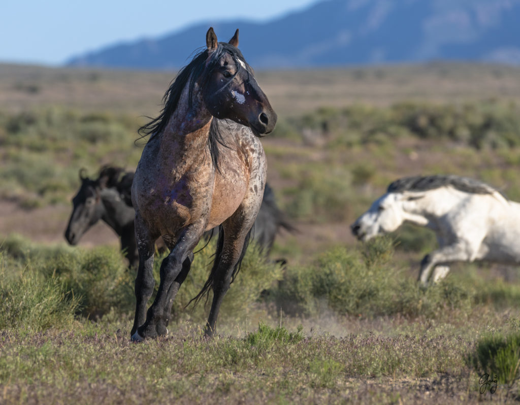 Onaqui herd of wild horses in Utah&#039;s west desert.  stallions wild horse stallions wild horse photography