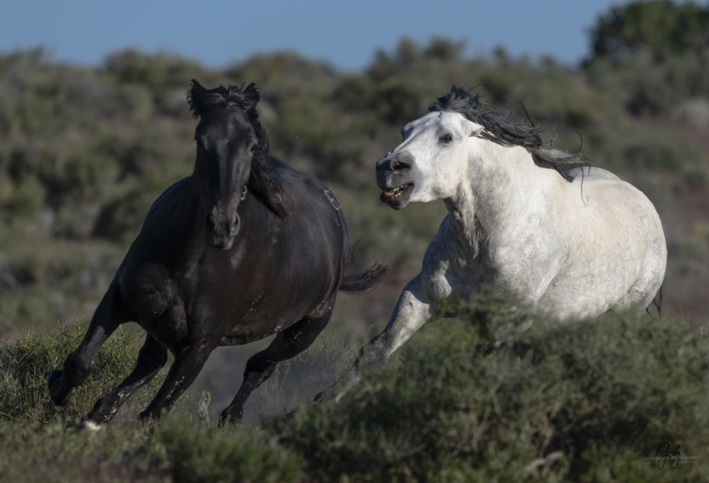 Onaqui herd of wild horses in Utah&#039;s west desert.  stallions wild horse stallions wild horse photography