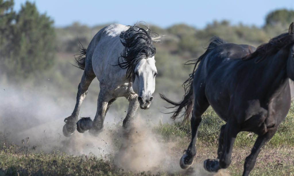 Onaqui herd of wild horses in Utah&#039;s west desert.  stallions wild horse stallions wild horse photography