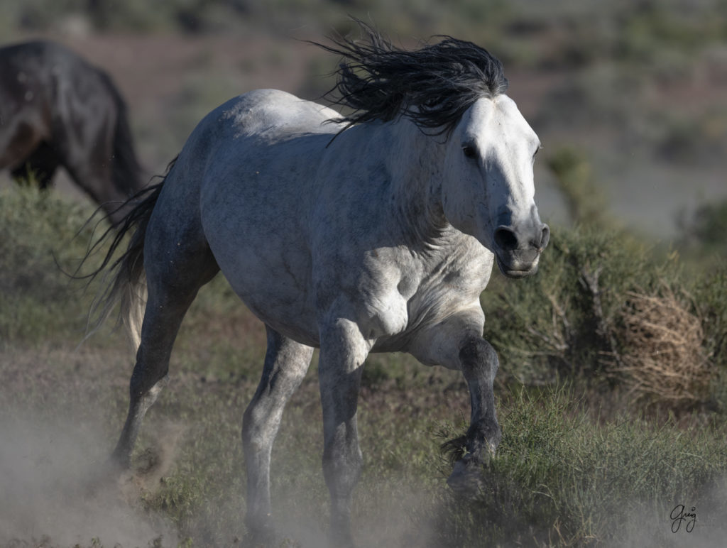 Onaqui herd of wild horses in Utah&#039;s west desert.  stallions wild horse stallions wild horse photography