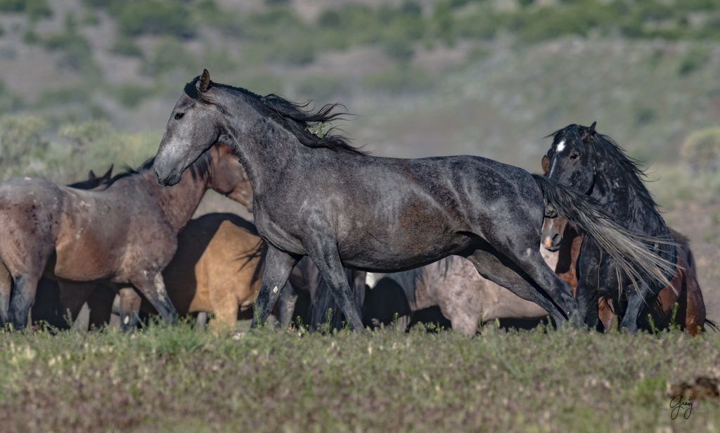 Onaqui herd of wild horses in Utah&#039;s west desert.  stallions wild horse stallions wild horse photography