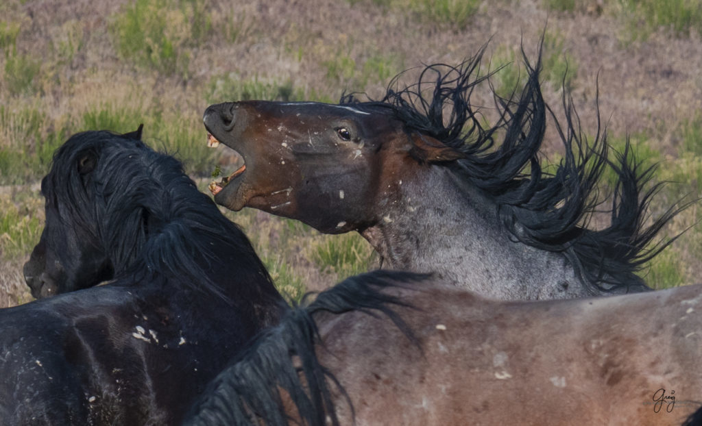 Onaqui herd of wild horses in Utah's west desert.  stallions wild horse stallions wild horse photography