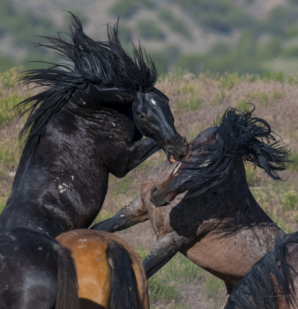 Onaqui herd of wild horses in Utah's west desert.  stallions wild horse stallions wild horse photography