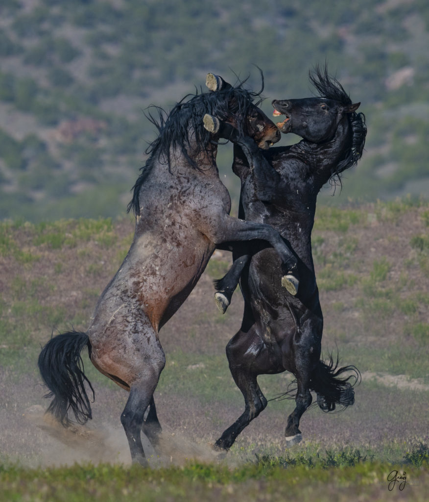 Onaqui herd of wild horses in Utah's west desert.  stallions wild horse stallions wild horse photography