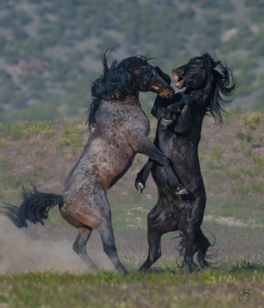 Onaqui herd of wild horses in Utah's west desert.  stallions wild horse stallions wild horse photography