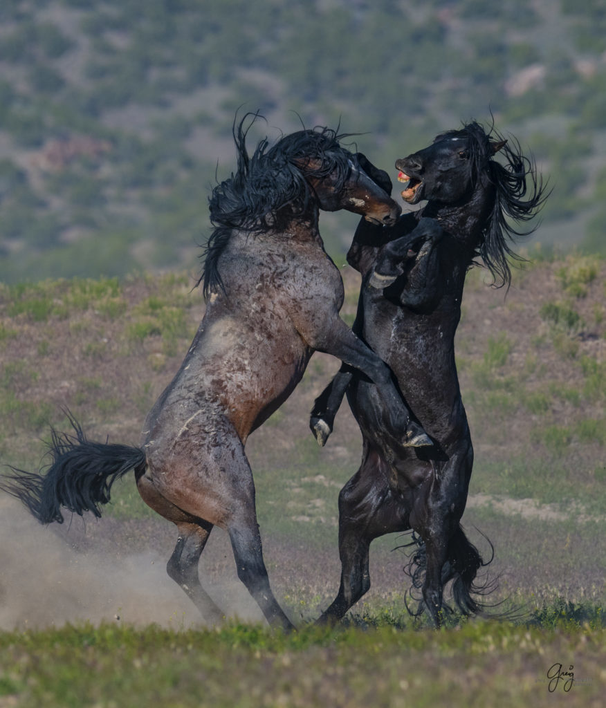 Onaqui herd of wild horses in Utah&#039;s west desert.  stallions wild horse stallions wild horse photography