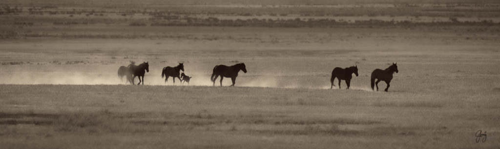 Onaqui herd of wild horses in Utah&#039;s west desert.  stallions wild horse stallions wild horse photography