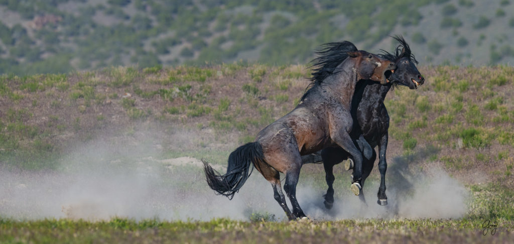Onaqui herd of wild horses in Utah's west desert.  stallions wild horse stallions wild horse photography