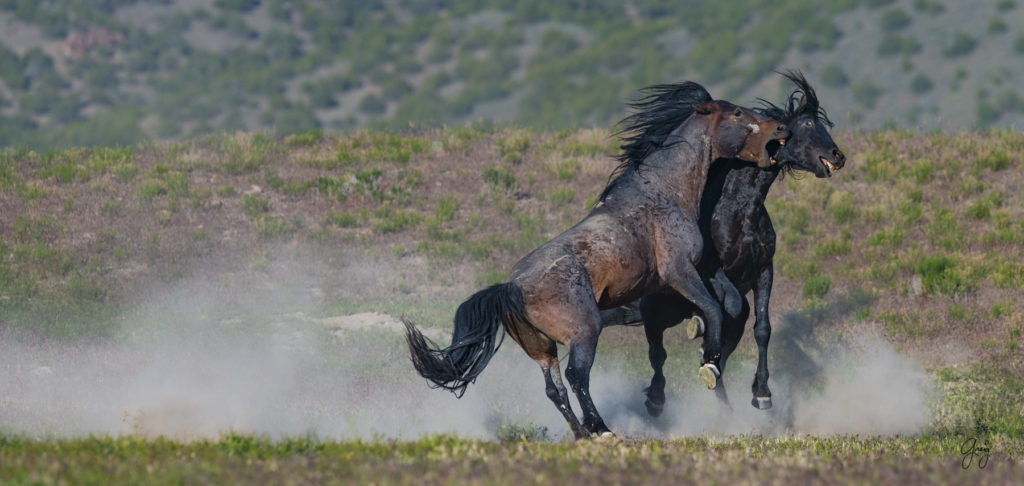 Onaqui herd of wild horses in Utah&#039;s west desert.  stallions wild horse stallions wild horse photography