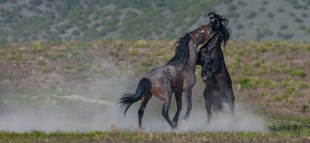 Onaqui herd of wild horses in Utah&#039;s west desert.  stallions wild horse stallions wild horse photography