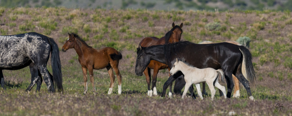 Onaqui herd of wild horses in Utah&#039;s west desert.  stallions wild horse stallions wild horse photography