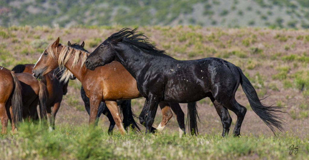 Onaqui herd of wild horses in Utah&#039;s west desert.  stallions wild horse stallions wild horse photography
