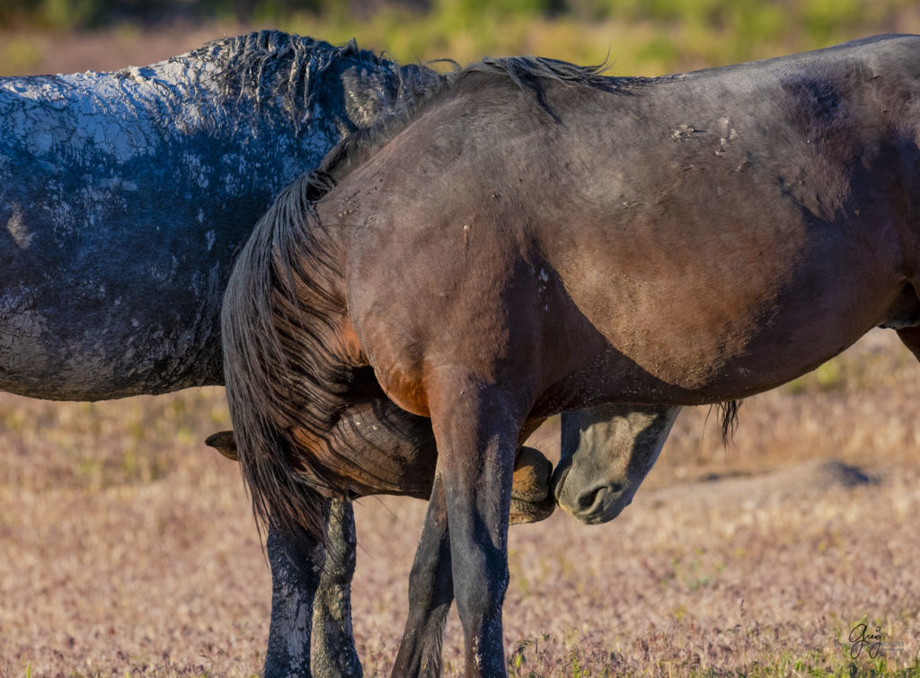 Onaqui herd of wild horses in Utah's west desert.  stallions wild horse stallions wild horse photography