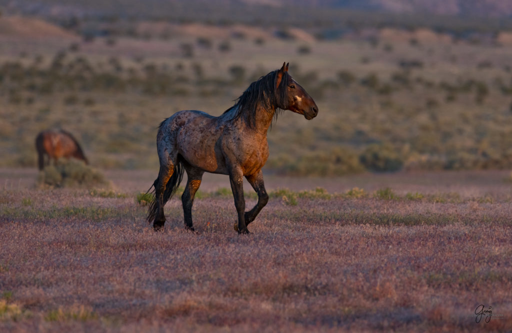 Onaqui herd of wild horses in Utah&#039;s west desert.  stallions wild horse stallions wild horse photography