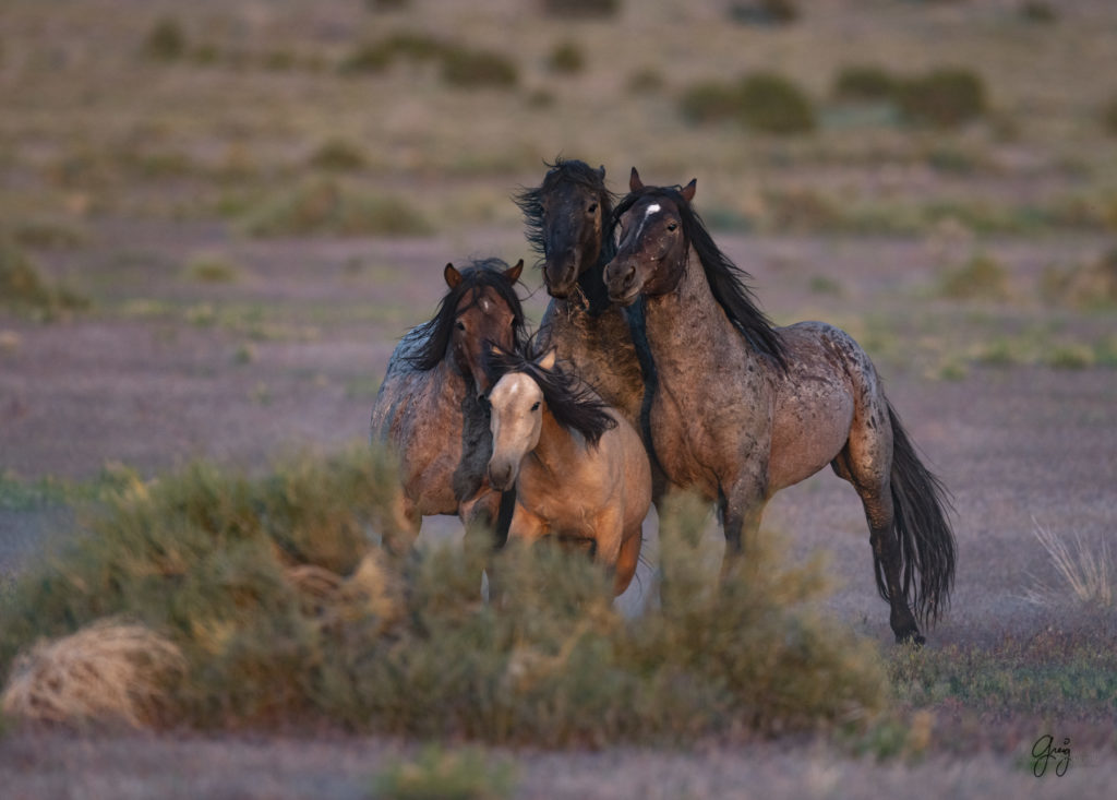 Onaqui herd of wild horses in Utah&#039;s west desert.  stallions wild horse stallions wild horse photography