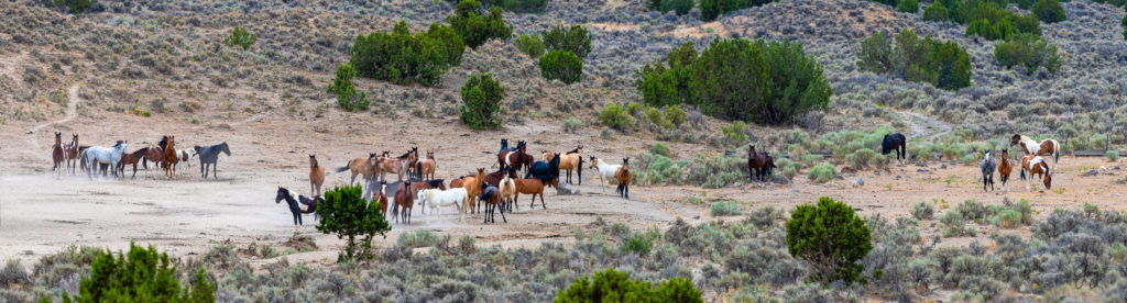 cedar mountain herd of wild horses, wild horses, wild horse photography, photography of wild horses, skull valley wild horses, utahwildhorses